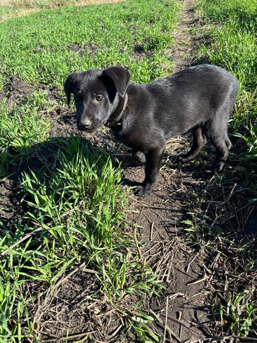 Чотири цуцики (1 хлопчик та 3 дівчинки)