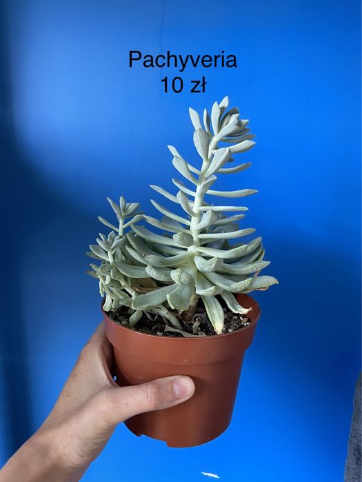 Pachyveria (sukulent)