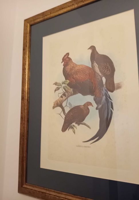Conjunto de quadros com tema de galos, já emoldurados de cor dourada