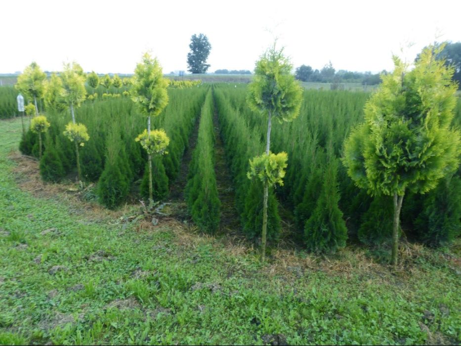 Tuja Szmaragd,BRABANT do 130 cm-2L Doniczka.Thuja Smaragd,BRABANT