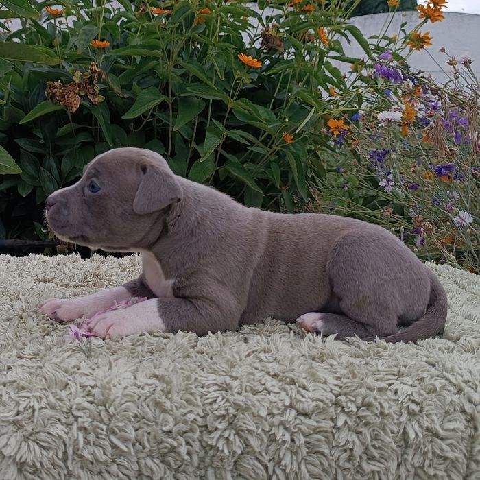 Нова Луна дівчинка просто ніжна перлинка ,розплідник КСУ