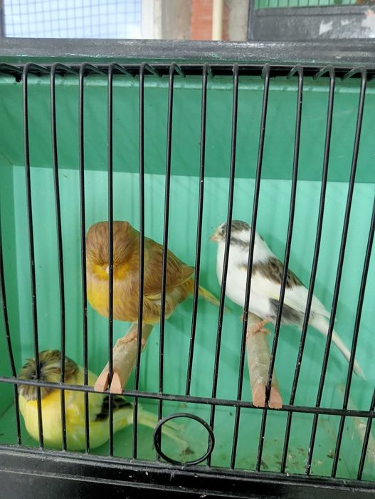 Canários Glosters para ceder