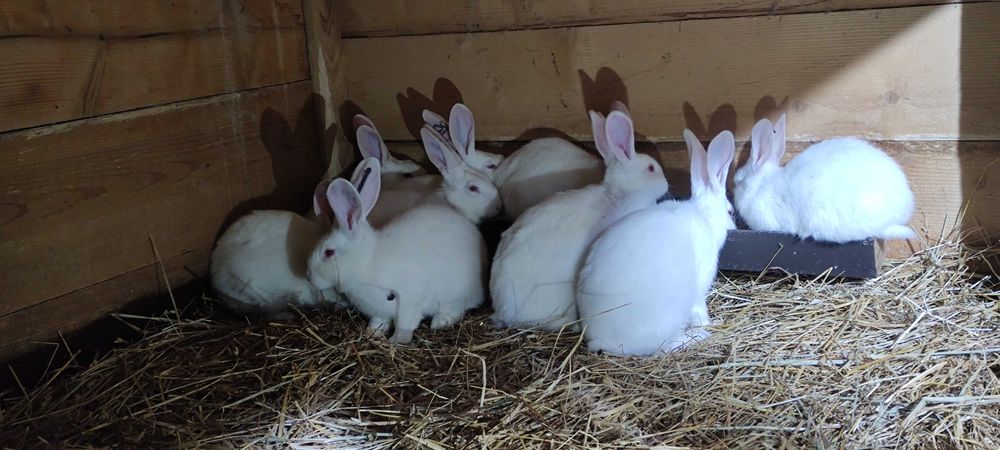 Samce samice Termondzkie okazja