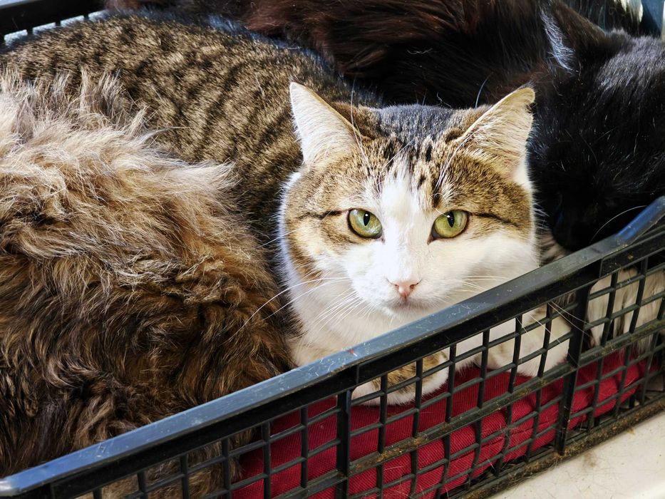 Чарівна красуня, розкішна кішечка Лайта, 1 рік, кішка, кошка терміново