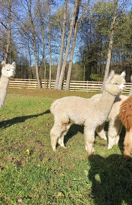 Alpaka samiec alpaki na sprzedaż