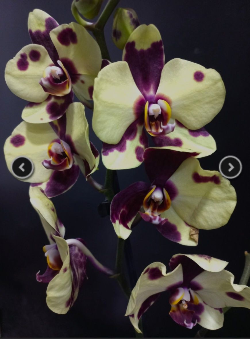 Орхидея подросток не цветущая фаленопсис Phal. Romme (Yellow Polkadots