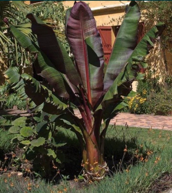 Impressionantes Bananeiras vermelhas XL, Ensete ventricosum maurelli