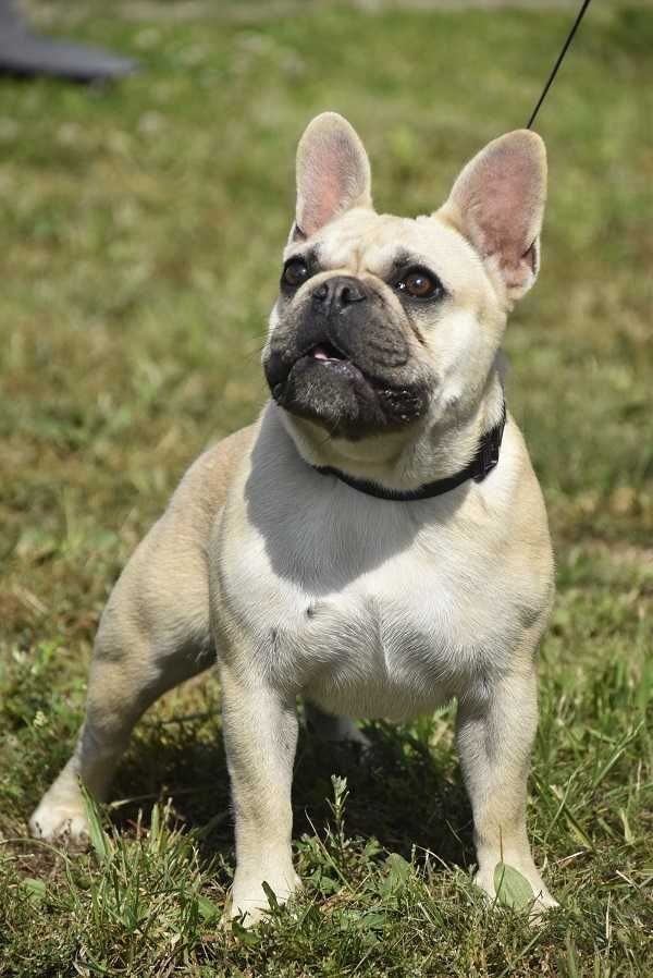 Buldog francuski samiec blue