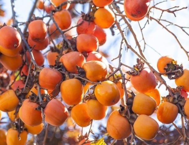 Cogumelos silvestres, Legumes, frutas, etc..tudo bio...