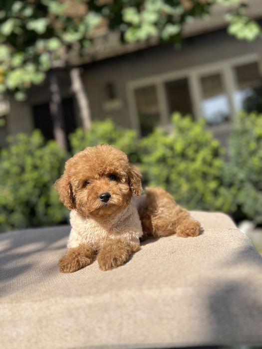 Мальтипу кроха мальчишка