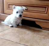 West white highland terrier piesek