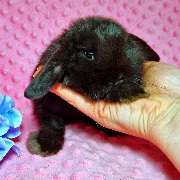 Карликовый мини кролик, Вислоухий баранчик mini lop