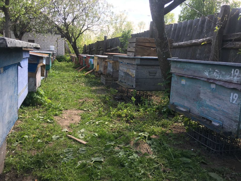 Прополіс бджолиний з власної пасіки, свіжий (2025)