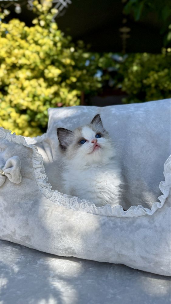 Przepiękne kocięta Ragdoll, FPL