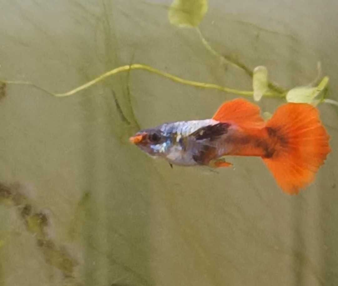 Guppys de linhagem criação própria