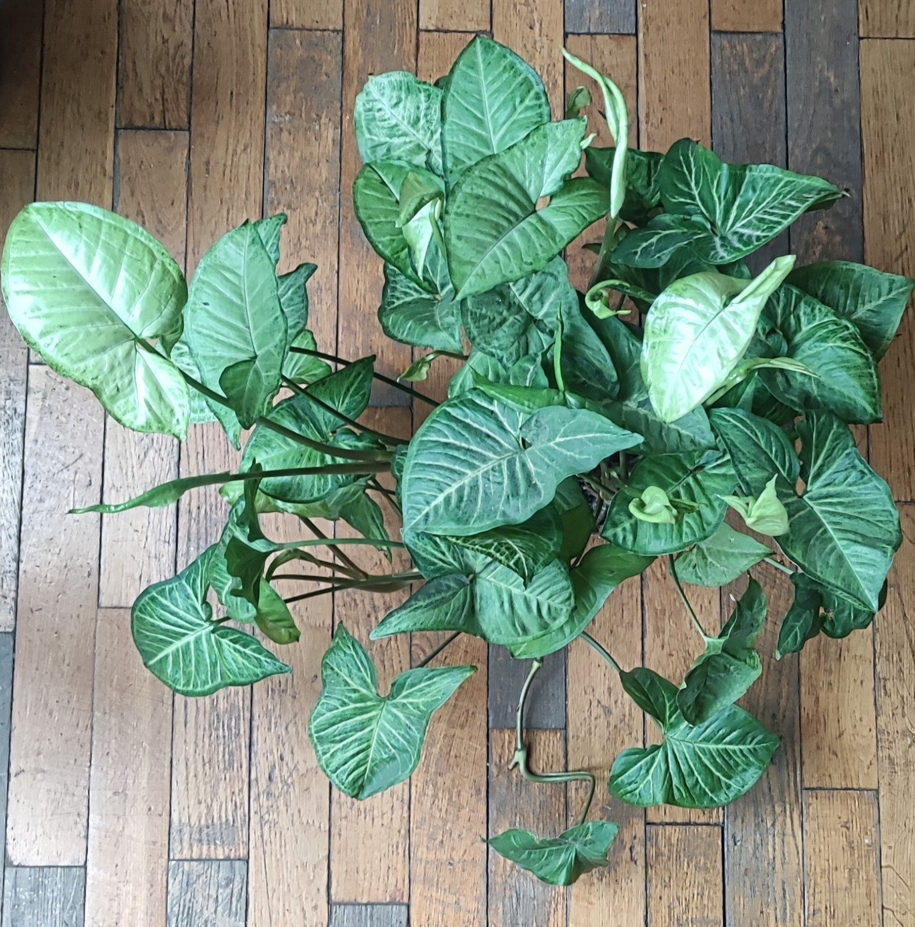 Syngonium Motted Mojito