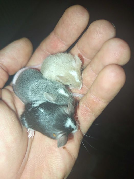 Myszy, myszki hodowlane siedlce