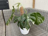 Monstera Deliciosa Variegata, pięknie wybarwiona