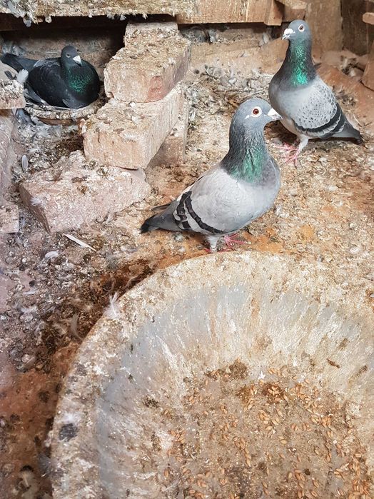 Gołębie pocztowe ,samica