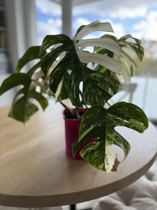 Monstera variegata odchowana sadzonka około 45 cm