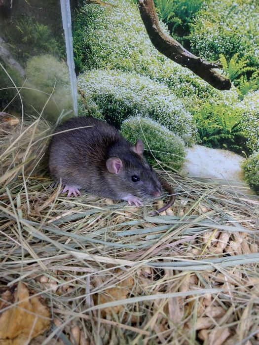 Пацюк, Криска,Гризун,Тваринка