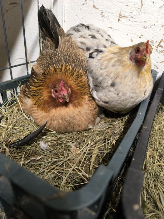 Kury kochiny miniaturkowe