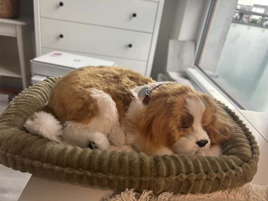 Zabawka cavalier spaniel + łóżko + szczotka nowy