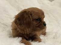 Cavalier King Charles Spaniel chłopiec