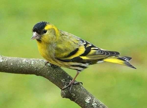 Vendo lugres anilhado macho