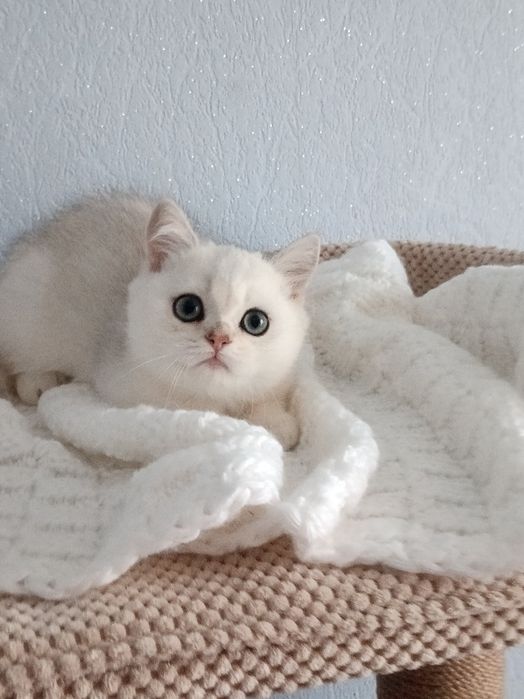 Цей малюк просто бомба