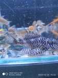 Vendo/troco aquários, peixes, plantas, escumador