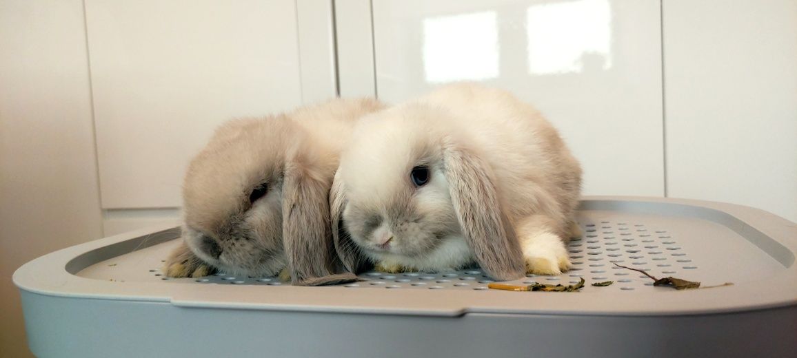 Mini Lop królik gotowe do odbioru