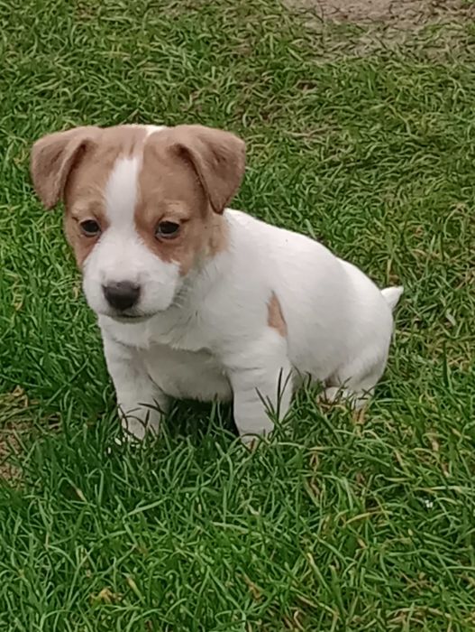Piesek rasy Jacek Russell terrier z metryką ZKwP do rezerwacji
