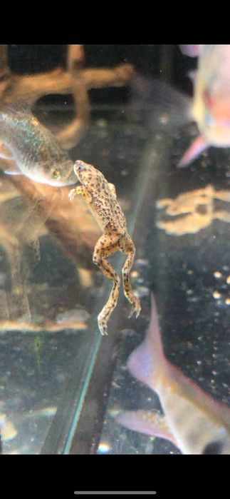 Żabka Karlik - TINA ZOO Witkiewicza