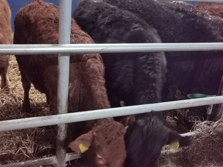 Odsadki ładne duże tanio