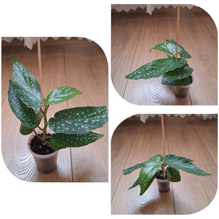 Колеус ,гастерия, сансевиерия , филодендрон