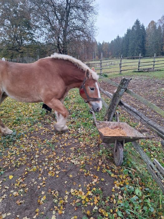 Sprzedam klacz zimnokrwistą