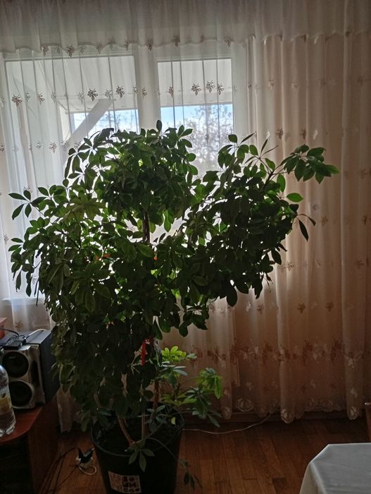 Продам домашню рослину. Шефлера