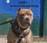Jumbo - szuka nowego domku