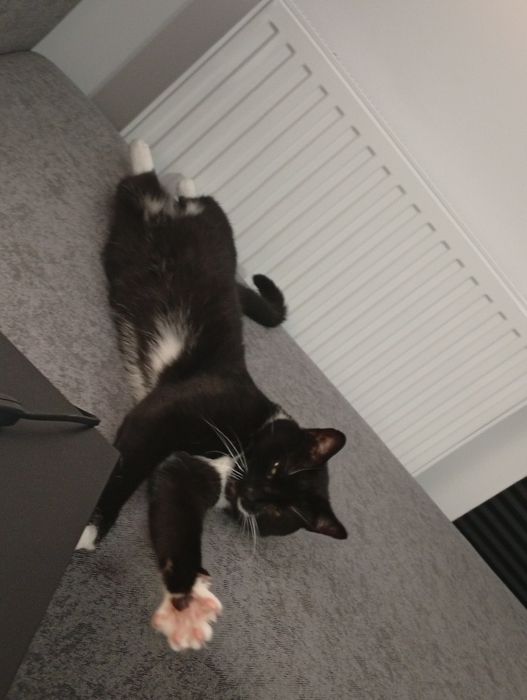 Potrzebuje opieki do kota