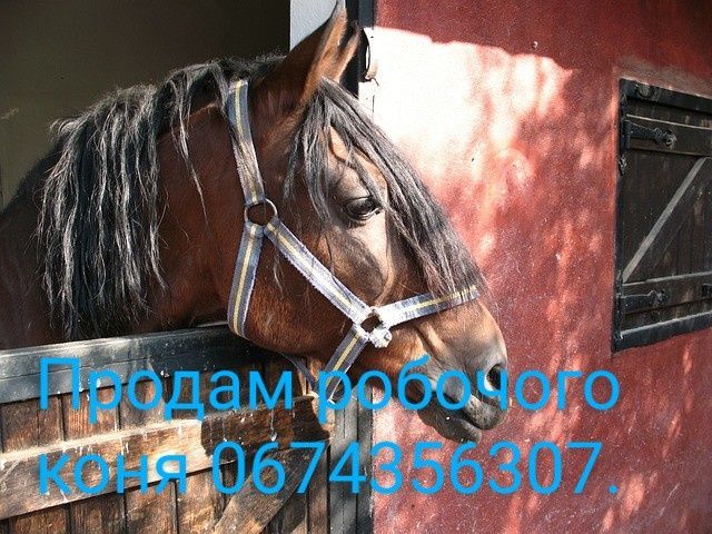 Продам робочу коня.