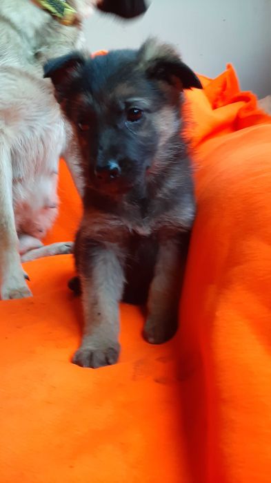 Szczeniak do adopcji sunia 8 tygodniowa