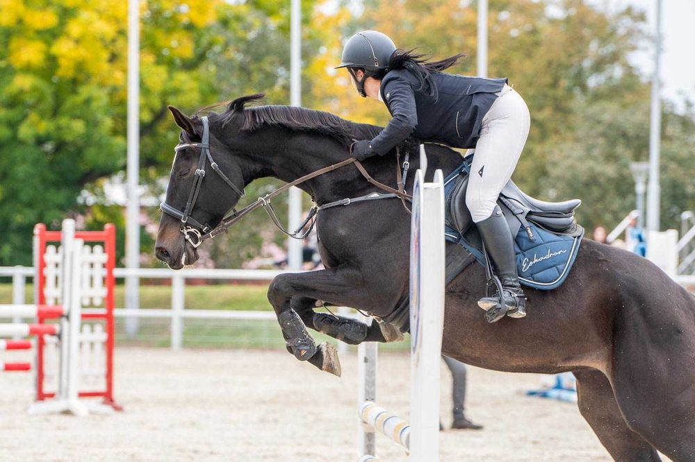 Piękna Klacz do sportu