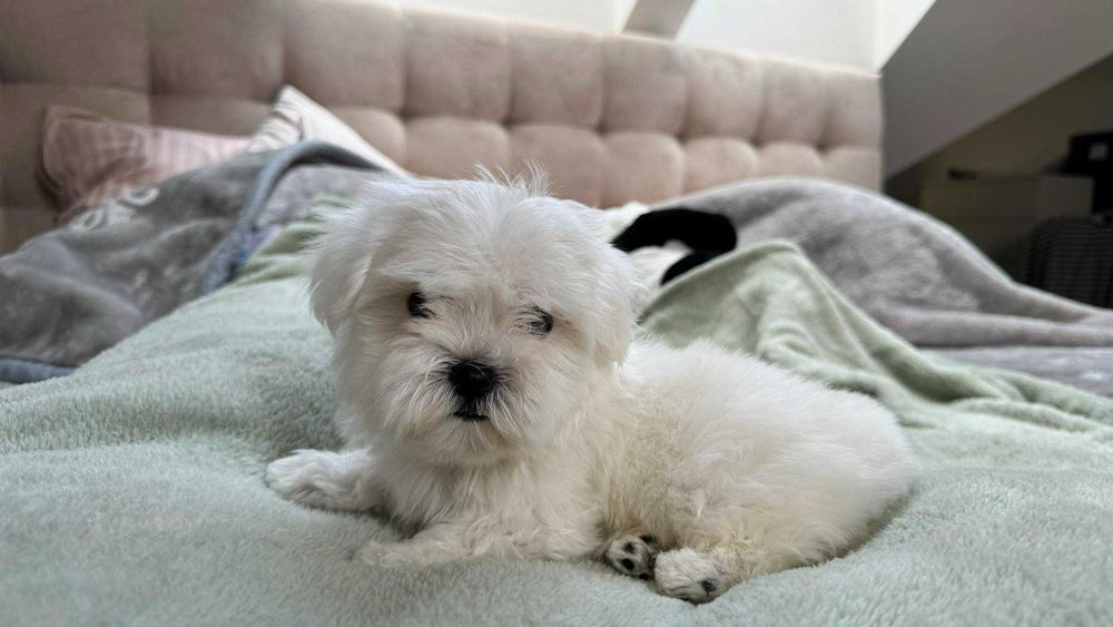 Mini Piesek Maltańczyk z Rodowodem 2kg