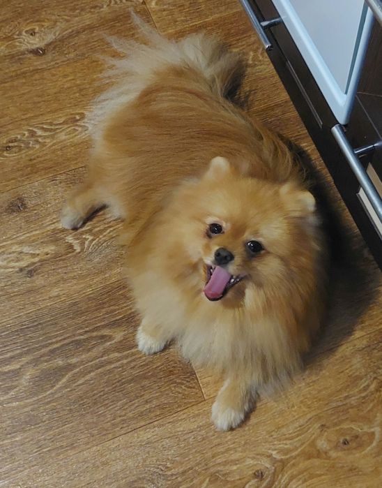 Красивый Шпиц для вязки.