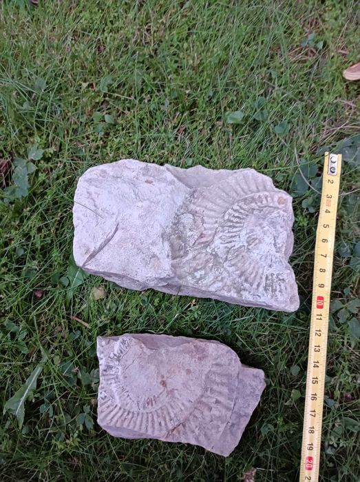 Skamielina odcisk amonit 2szt.