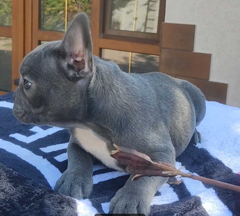 Вибір блакитних цуценят