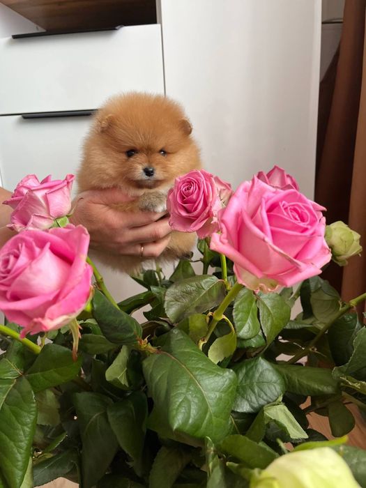 Руді шпіцики шукають дім