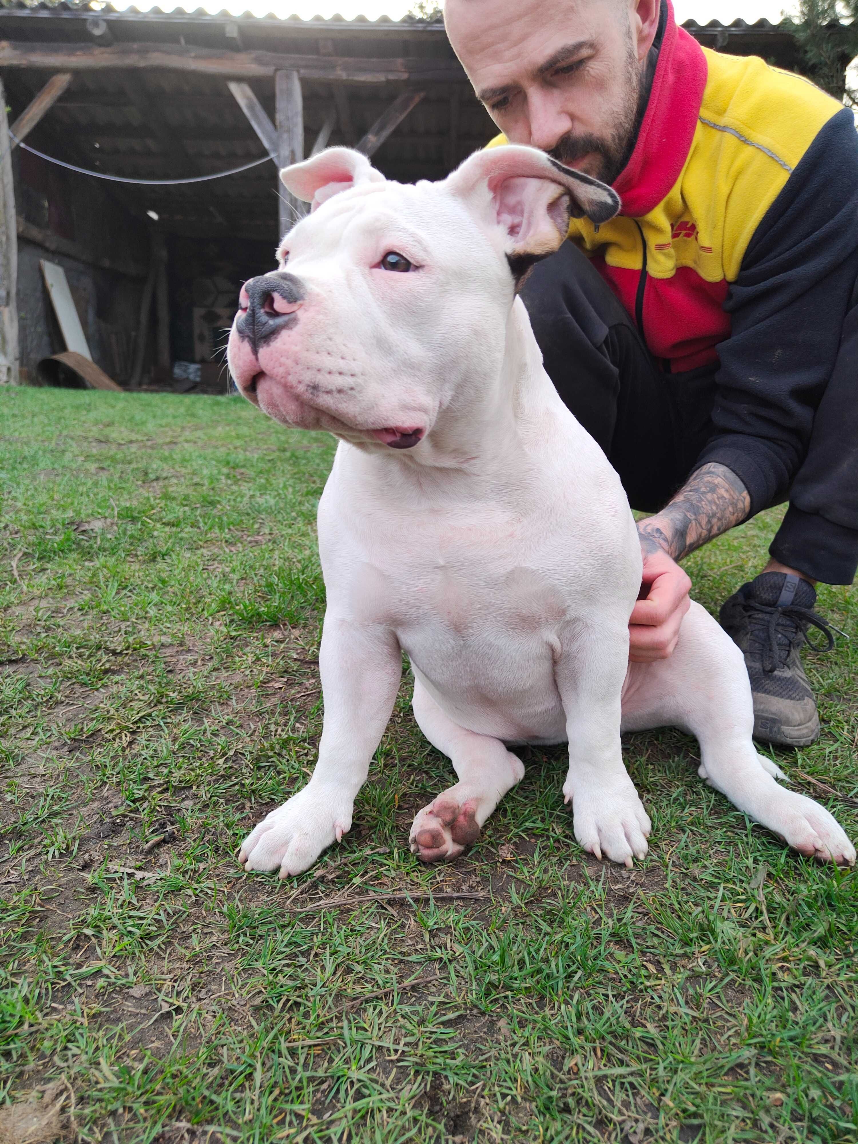 American Bully Pocket Suczka