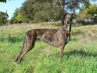 Greyhound cruzada 1 ano 10kg